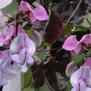 Könnte beinhalten: Eine Ansammlung von Hyazinthenbohnenblüten und Samenkapseln. Die Blüten sind hellviolett mit weißen Zentren, während die Samenkapseln tiefdunkelviolett, fast schwarz sind. Die Pflanze hat grüne Blätter und dünne, dunkle Stängel, die die Teile verbinden.