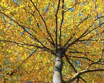 Semillas de abedul dulce (Betula lenta), árbol aromático para plantar (más de 200 semillas)