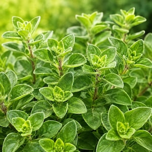 Italian Oregano Seeds | Culinary Herb for Pizza, Pasta Garden (4000 Seeds)