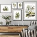 see more listings in the Botanical Prints section