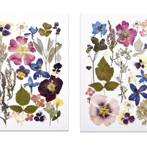 Set di 2 stampe da parete con fiori secchi, stampe botaniche, stampe di fiori pressati, immagini di piante, set di erbari, decorazioni floreali, arte murale floreale