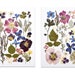 see more listings in the Botanical Prints section