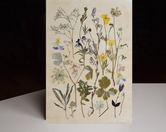 Vintage herbarium, dried flowers artwork, pressed botanicals, plants artwork, floral wall art, vintage botanical