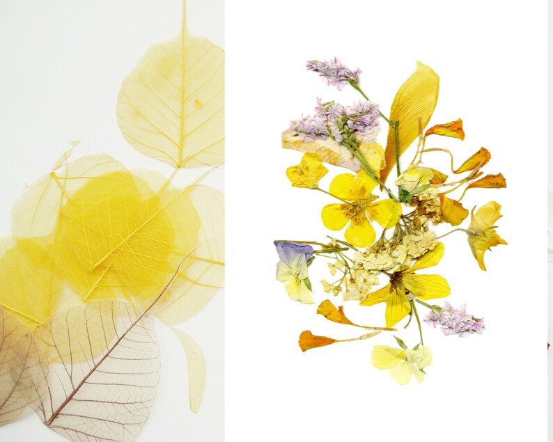 Puede incluir: Un ramo de flores prensadas con p&eacute;talos amarillos, morados y blancos. Las flores est&aacute;n dispuestas en un estilo suelto y natural.
