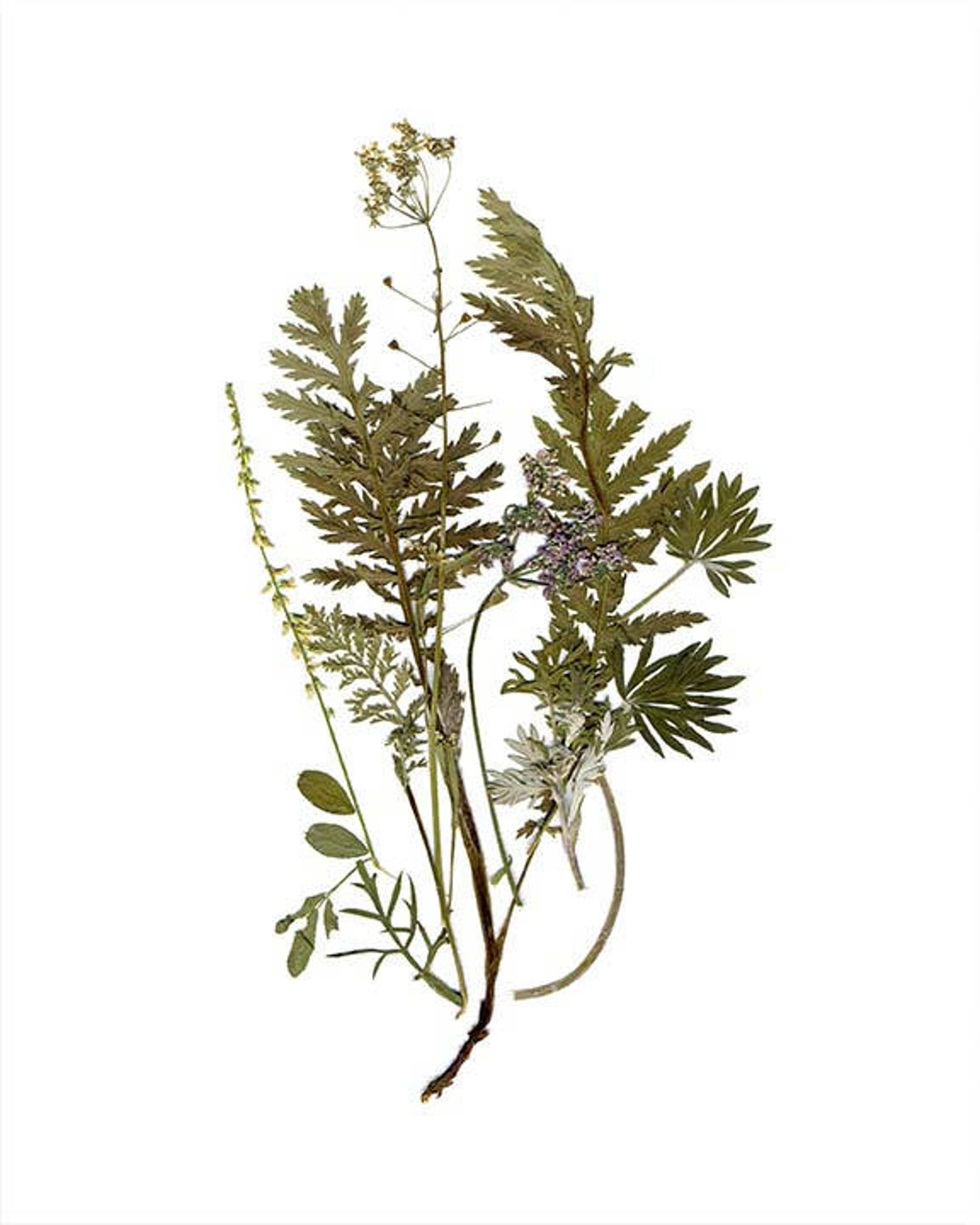 Botanical Print Set of 7 Plant Art Set of 7 Botanical Prints Etsy