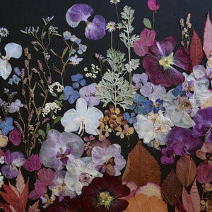 K&ouml;nnte beinhalten: Eine Sammlung gepresster getrockneter Blumen und Bl&auml;tter in Violett-, Magenta-, Wei&szlig;- und Braunt&ouml;nen. Das Arrangement umfasst Orchideenbl&uuml;ten, kleine G&auml;nsebl&uuml;mchen, Hortensienbl&auml;tter und verschiedene Blattwerke auf einem schwarzen Hintergrund.
