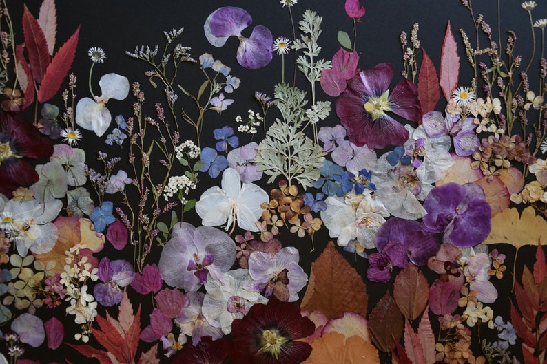 K&ouml;nnte beinhalten: Eine Sammlung gepresster getrockneter Blumen und Bl&auml;tter in Violett-, Magenta-, Wei&szlig;- und Braunt&ouml;nen. Das Arrangement umfasst Orchideenbl&uuml;ten, kleine G&auml;nsebl&uuml;mchen, Hortensienbl&auml;tter und verschiedene Blattwerke auf einem schwarzen Hintergrund.