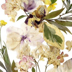 May include: A pressed flower arrangement featuring a variety of dried flowers, including hydrangeas, pansies, and forget-me-nots. The flowers are arranged in a circular pattern on a white background.