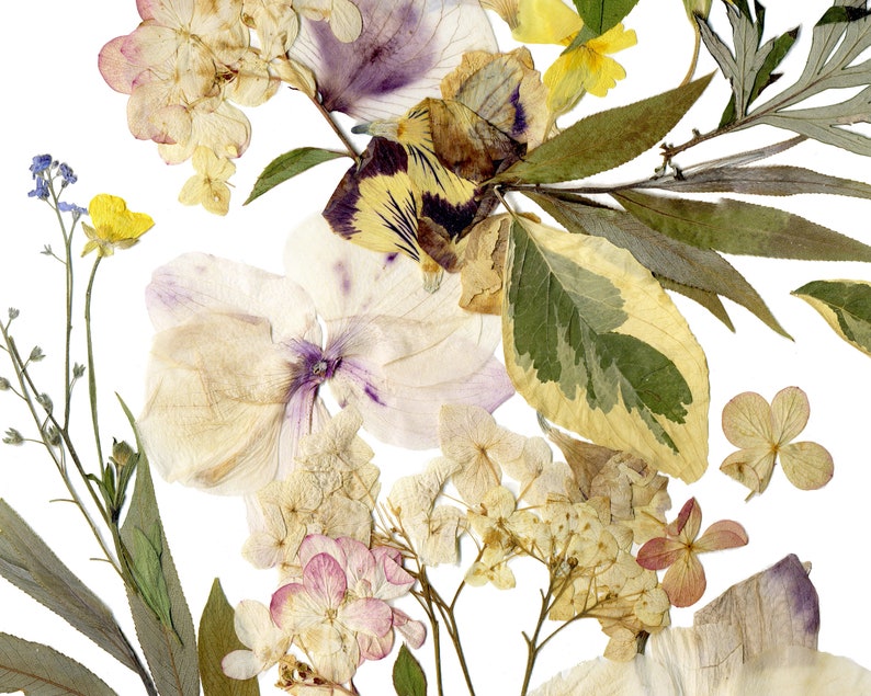 May include: A pressed flower arrangement featuring a variety of dried flowers, including hydrangeas, pansies, and forget-me-nots. The flowers are arranged in a circular pattern on a white background.