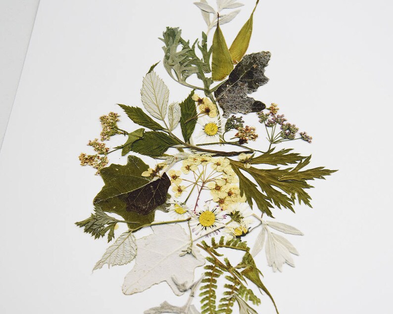 botanical print pressed flowers print herbarium dried