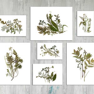 Set di 7 stampe botaniche Arte vegetale Set di 7 stampe botaniche Stampe di fiori secchi Arte di fiori pressati Erbario Stampe di fiori Arte murale Floreale