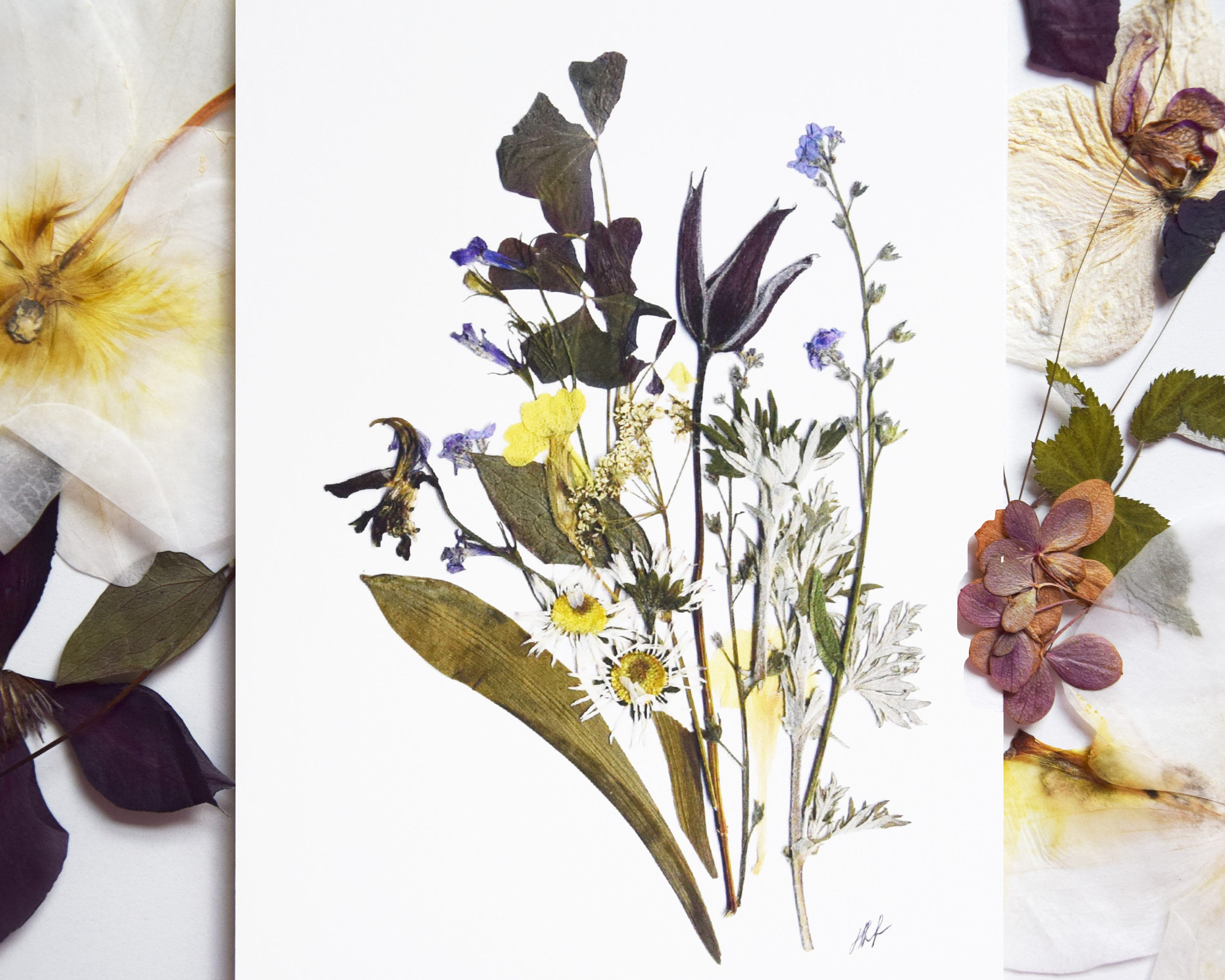 Botanical Print 5''x7'' Botanical Art Dried Etsy