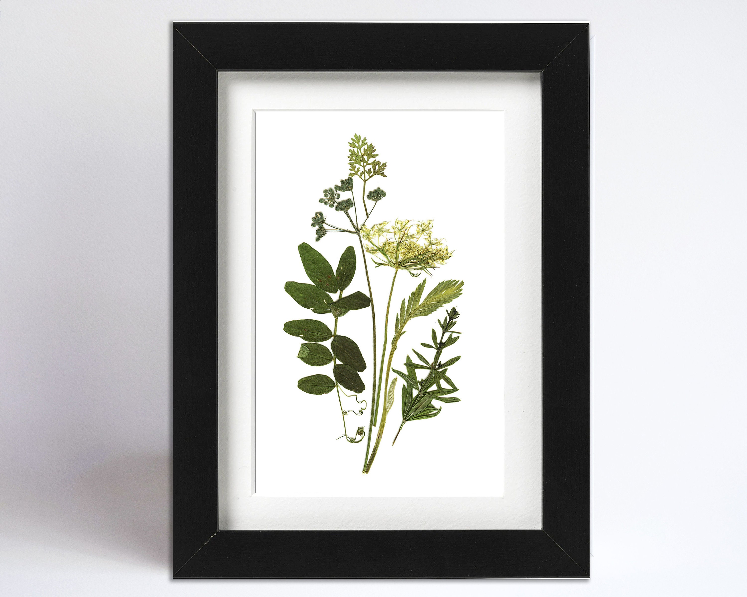 Framed Pressed Flowers