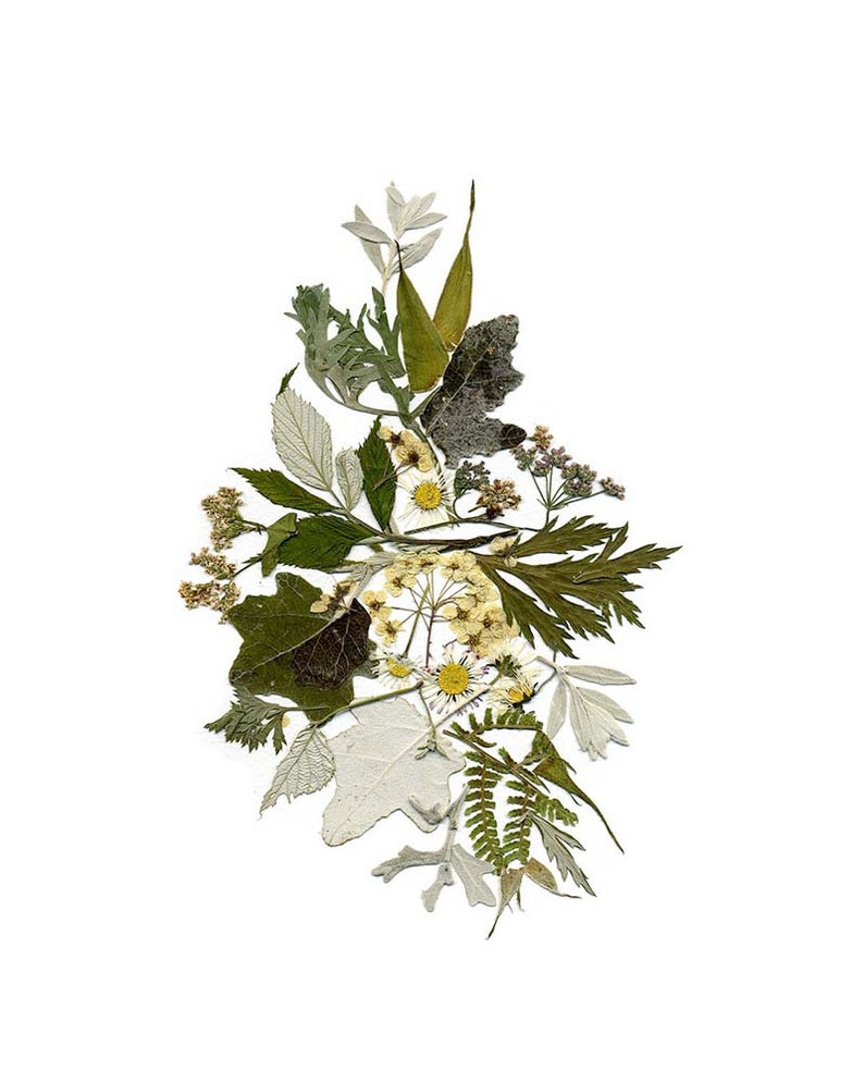 botanical print pressed flowers print herbarium dried