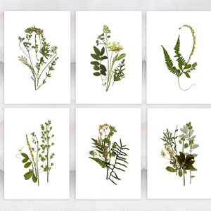 Set di 6 stampe botaniche 5''x7'' Stampe di fiori verdi Senza cornice Arte di fiori pressati Decorazioni floreali Immagini di piante per il soggiorno Erbario