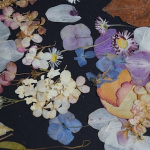 K&ouml;nnte beinhalten: Eine Sammlung gepresster Trockenblumen in den Farben Violett, Blau, Wei&szlig; und Orange auf dunklem Hintergrund. Das Sortiment umfasst Hortensienbl&uuml;tenbl&auml;tter, G&auml;nsebl&uuml;mchen, Orchideenbl&uuml;ten und verschiedene kleine Bl&auml;tter mit feinen Strukturen.