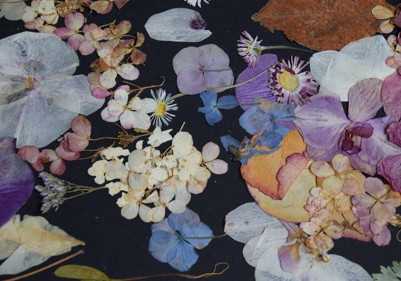 K&ouml;nnte beinhalten: Eine Sammlung gepresster Trockenblumen in den Farben Violett, Blau, Wei&szlig; und Orange auf dunklem Hintergrund. Das Sortiment umfasst Hortensienbl&uuml;tenbl&auml;tter, G&auml;nsebl&uuml;mchen, Orchideenbl&uuml;ten und verschiedene kleine Bl&auml;tter mit feinen Strukturen.