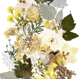 May include: A pressed flower arrangement with white, yellow, and green flowers and leaves. The flowers are arranged in a vertical line, with the white flowers at the top and the yellow flowers at the bottom.
