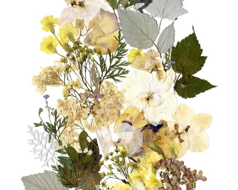 May include: A pressed flower arrangement with white, yellow, and green flowers and leaves. The flowers are arranged in a vertical line, with the white flowers at the top and the yellow flowers at the bottom.