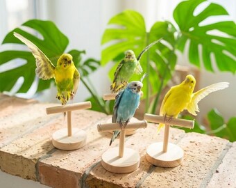Auténtico ejemplar disecado de periquito de colores variados (amarillo, verde y azul).