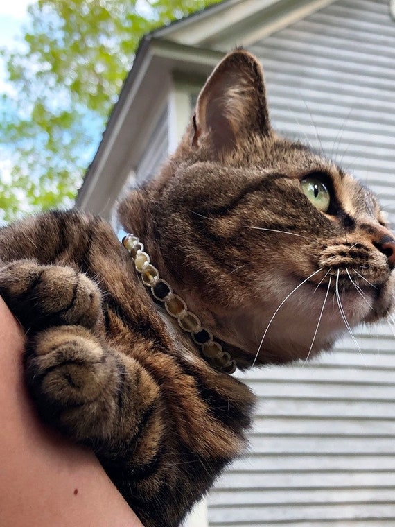 amber cat collar