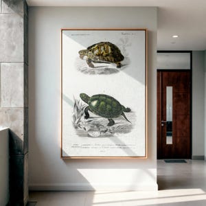 May include: A framed print with two detailed illustrations of turtles. The top turtle has a brown and yellow shell, the bottom one is green. The artwork is set against a white background with botanical elements, framed in a gold tone.