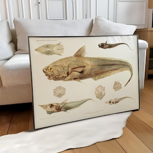 May include: Framed vintage print featuring detailed illustrations of various fish species. The artwork showcases a central large fish with smaller specimens and anatomical details. The print is set against a cream background, framed in black, and leans against a white rug.