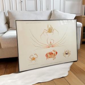 May include: A framed rectangular print featuring detailed scientific illustrations of five different crab species in shades of orange, red, and tan against a cream background. The text includes labels for each specimen and scientific headings.