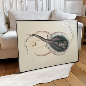 May include: A framed horizontal print featuring a detailed scientific illustration of two stingrays. One stingray is depicted from above with dark grey skin and blue spots, while the other is shown from below in a pale cream color with visible gills.
