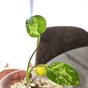 May include: A small variegated plant with two heart-shaped leaves featuring green and cream-coloured patterns, growing in a clear plastic container filled with white perlite substrate. The plant has a single upright stem and one horizontal leaf.