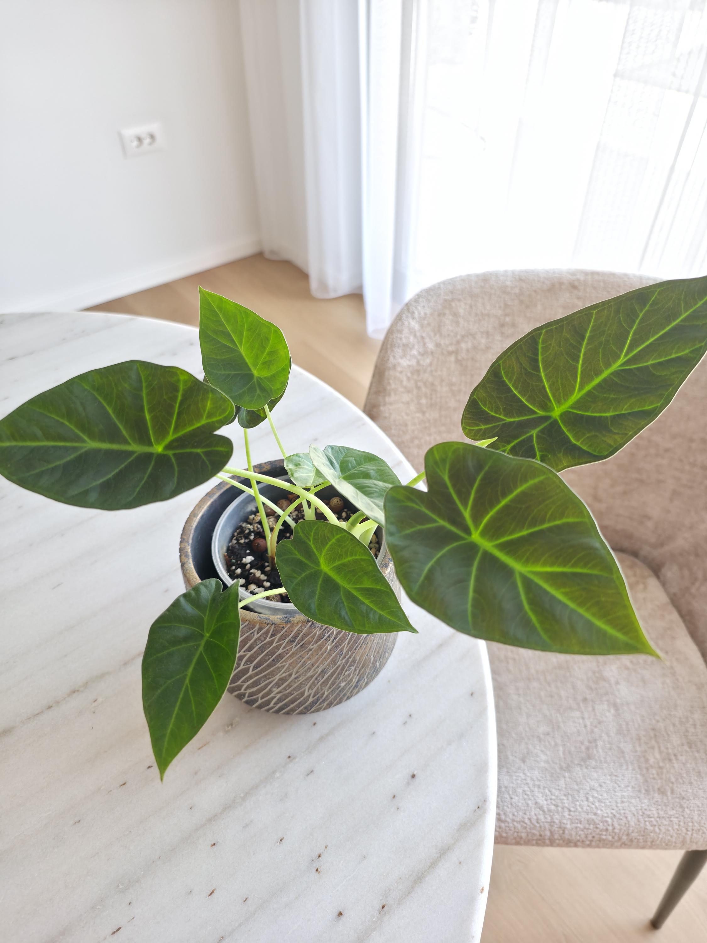 Alocasia regal shields - Etsy 日本