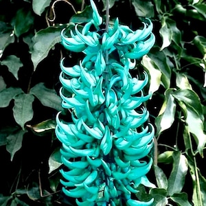 Puede incluir: Primer plano de una flor de Jade Vine, mostrando su color turquesa único y racimos de flores en cascada. La flor cuelga de una vid, rodeada de hojas de color verde oscuro.