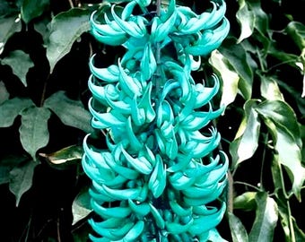 Semi di Strongylodon macrobotrys, specie a rischio di estinzione (5 semi)