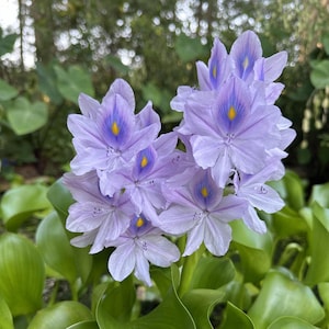 Puede incluir: Un racimo de flores de jacinto de agua con delicados pétalos de color púrpura claro, que presentan una mancha central de color púrpura oscuro y amarillo en el pétalo superior, rodeadas de hojas anchas, lisas y de un verde vibrante.