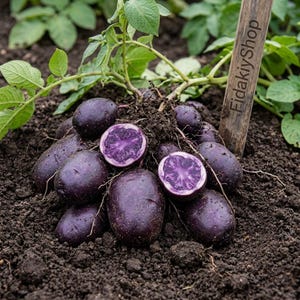 Organiczne fioletowe bulwy nasienne słodkiego ziemniaka – bogate w składniki odżywcze warzywa heirloom