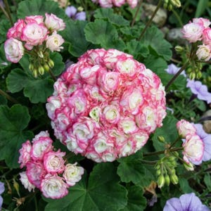 Appleblossom Rosebud Zonal Geranium – Premium Flower 10 Seeds