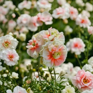 May include: A cluster of blooming ranunculus flowers featuring layered, ruffled petals in shades of creamy white and soft coral pink. The flowers are displayed on thin green stems with small green leaves visible in the background of the garden.