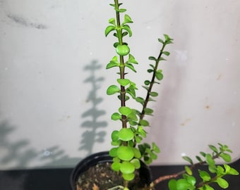 Zwerg Jade