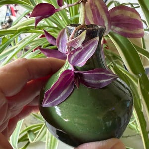 May include: A small, round, dark green ceramic vase with a glossy finish. A cutting of a Tradescantia zebrina plant with purple and silver striped leaves is placed inside the neck of the vase, with the stems and foliage draping over the sides.