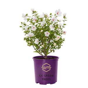 May include: A potted hibiscus plant with white flowers featuring dark red centers and green leaves. The plant is housed in a purple plastic pot with a gold hexagonal logo and the text CK GREEN TREES printed in black on the front of the container.