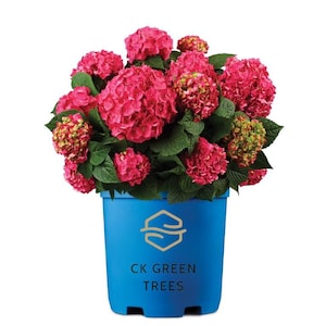 May include: A vibrant hydrangea plant with numerous clusters of deep pink and magenta flowers and dark green serrated leaves, potted in a bright blue plastic container featuring a gold logo and the text CK GREEN TREES printed in black.