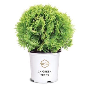May include: A vibrant, spherical evergreen shrub with dense, bright green foliage planted in a white plastic nursery pot. The pot features a gold-colored hexagonal logo above the black text CK GREEN TREES printed on the front surface.