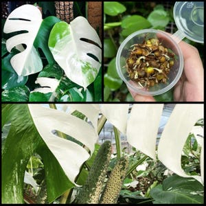 Half Moon Albo Monstera Seeds - Etsy