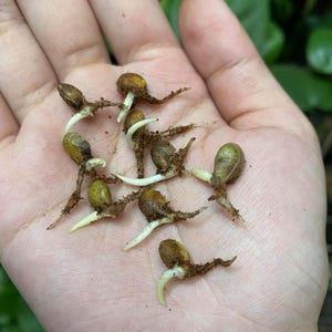 Half Moon Albo Monstera Seeds - Etsy