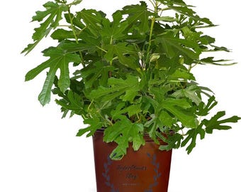 Little Miss Figgy Fig Live Plant 2 Gallon Pot. Dwarf Fig Tree | Edible Fruit Plant