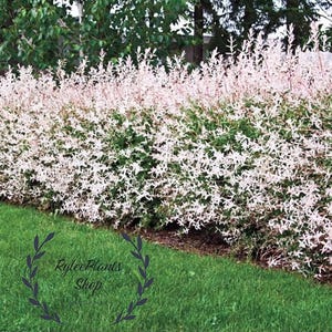 May include: A dense hedge of Salix integra Hakuro-nishiki willow shrubs featuring variegated foliage with a mix of creamy white, soft pink, and green lance-shaped leaves. The plants are arranged in a continuous row above a green lawn.