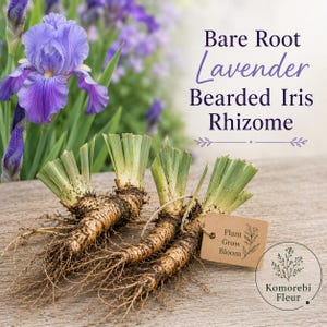 May include: Three bare root lavender bearded iris rhizomes with green trimmed foliage and fibrous roots. A small brown tag attached to one rhizome reads Plant Grow Bloom. Text above reads Bare Root Lavender Bearded Iris Rhizome.