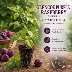 Glencoe Purple Raspberry Thornless Starter Plug Live Plant