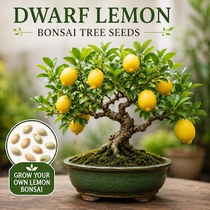 Lemon Bonsai - Etsy