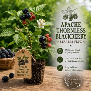 May include: An Apache Thornless Blackberry starter plug plant with dark berries, green leaves, and white flowers. A brown paper tag reads Apache Thornless Blackberry Starter Plug. Text on the right lists plant features and care instructions.